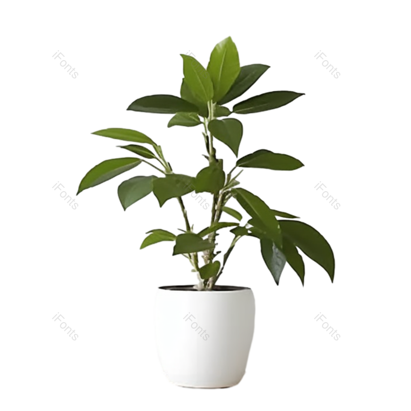装饰图片,现代元素,摄影PNG,花盆免抠素材